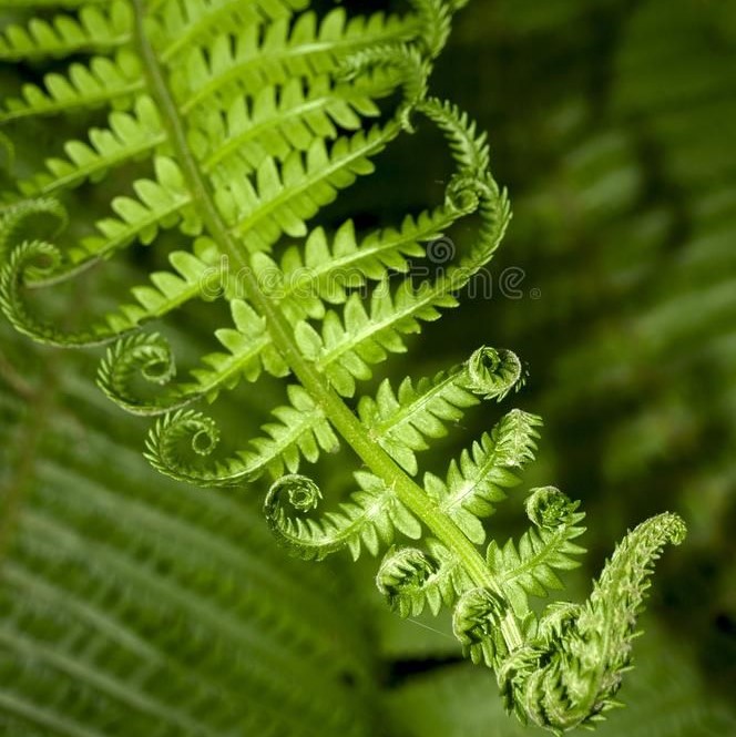 https://alldesign.org.uk/images/LinkImage/NegativeS/fern_leaves_loads.jpg